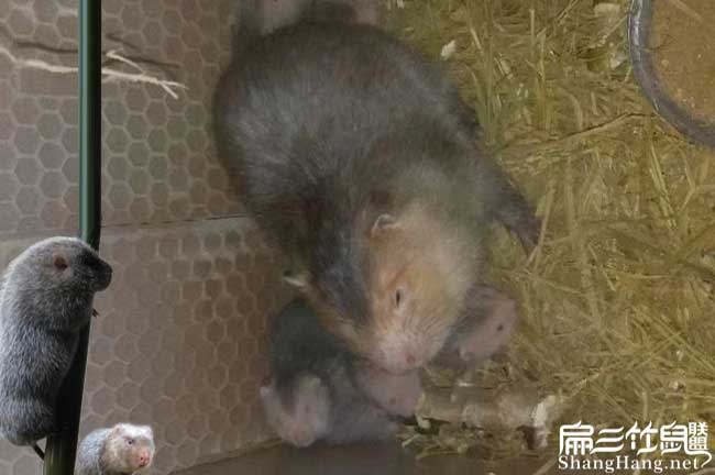 廣東竹鼠養殖（zhí）技術培訓