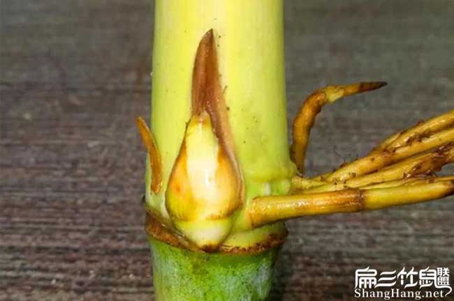 湖南皇竹草種（zhǒng）節