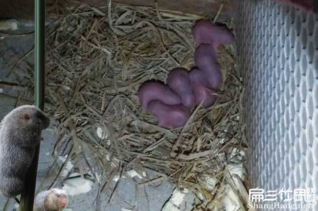 如果在養殖竹鼠建陽好 如果在養殖竹(zhú)鼠建陽好