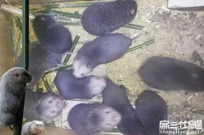 和你們上機縣扁(biǎn)山農業 和你們上機縣扁山農業