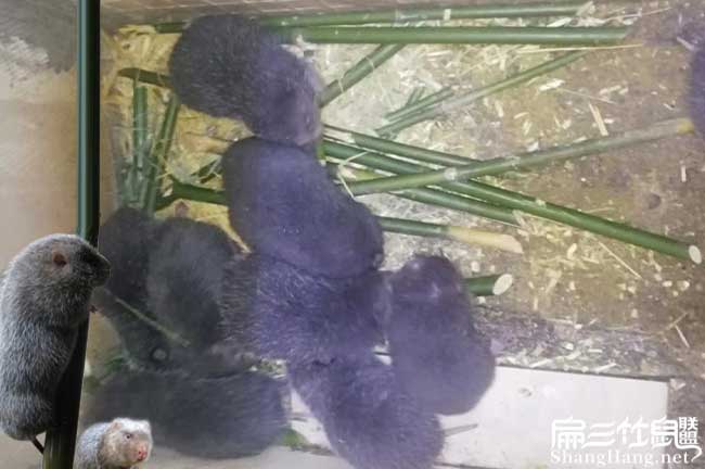 如果在養殖竹鼠(shǔ)尤溪好 如果在養殖竹鼠尤溪好