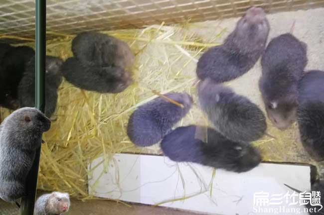 (林佘如果規(guī)模養殖竹 (林佘如果規模養殖竹