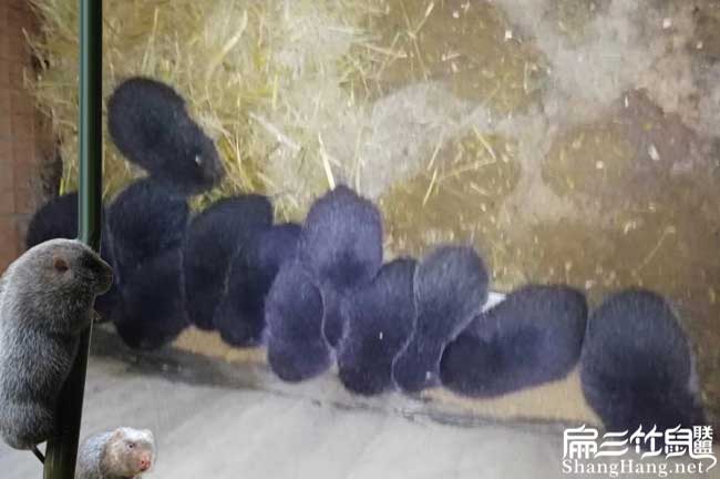 竹鼠在百合養殖一般銷 竹鼠在百合養殖一般銷
