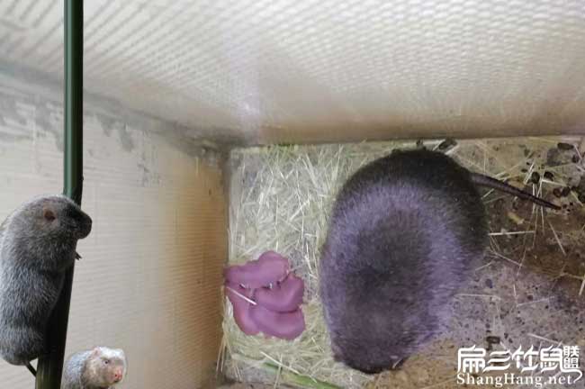 陸河竹鼠拉稀、掉牙(yá)、 陸河竹鼠拉(lā)稀、掉牙、