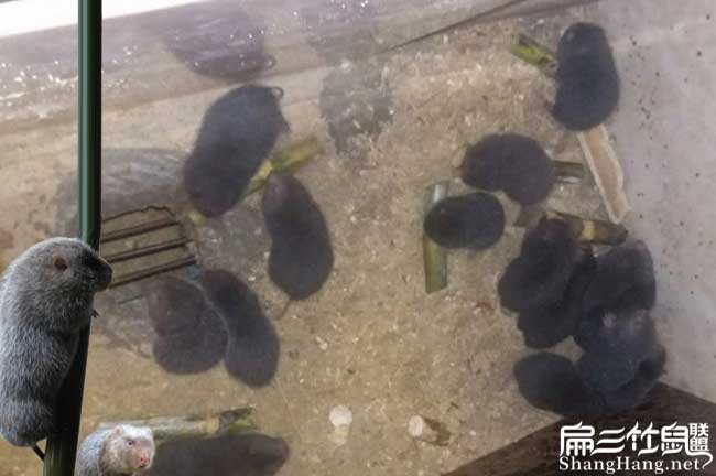在農村（cūn）吉隆月月兔竹鼠種
