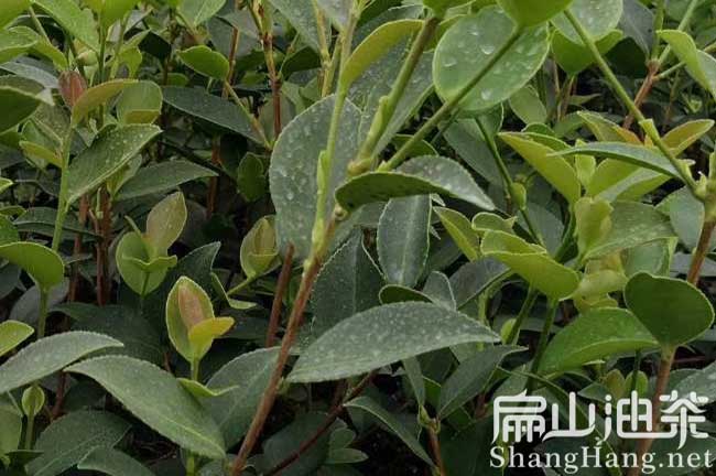 雲南油茶種（zhǒng）植（zhí）
