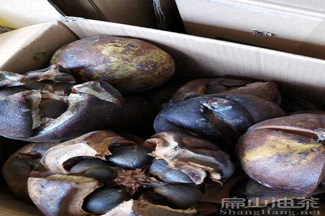 福建大（dà）果油茶