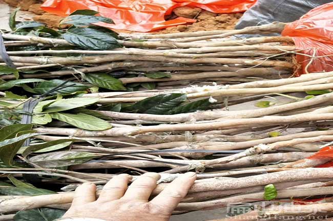 湖（hú）南大果油茶苗