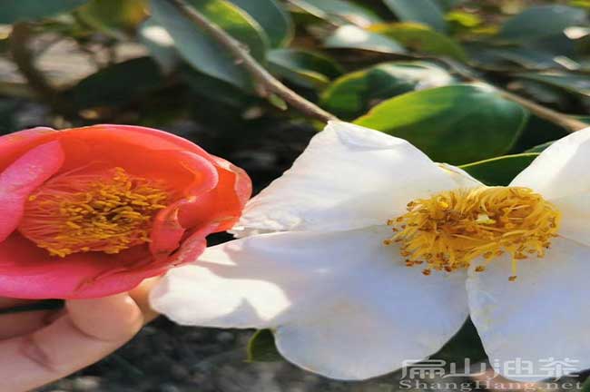 浙江紅花油（yóu）茶苗（miáo）