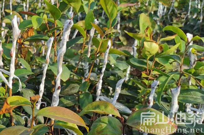 三明（míng）嫁接（jiē）油茶苗