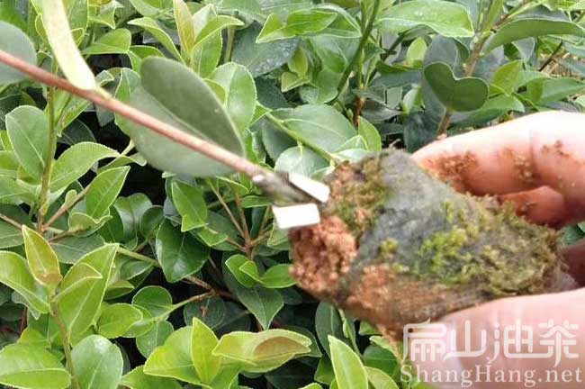 廣西油（yóu）茶杯苗