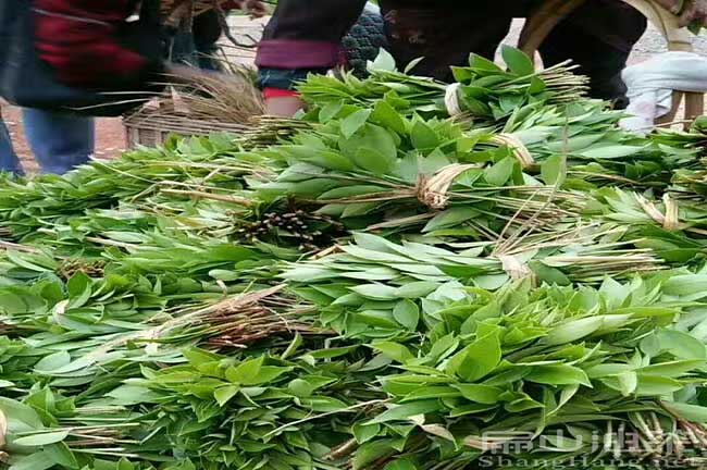 湖南油茶苗（miáo）