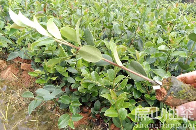 湖南油茶（chá）基（jī）地