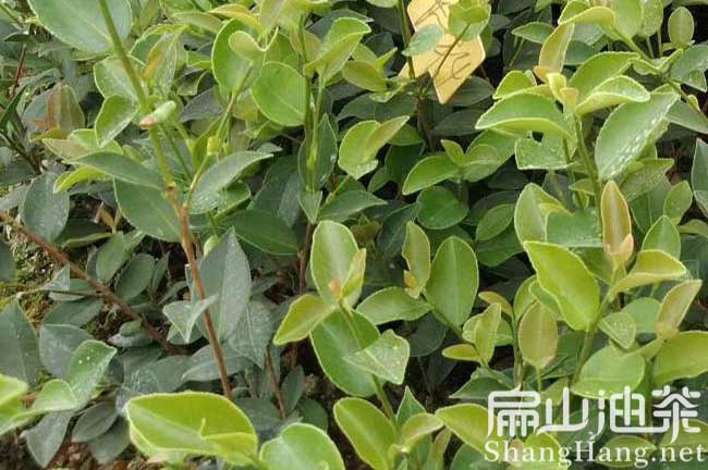 廣西大（dà）油茶基地