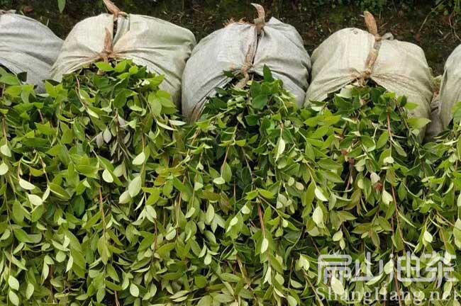 景德鎮嫁接油（yóu）茶苗大型培育基地萍鄉贛州茶（chá）籽樹種植合作社
