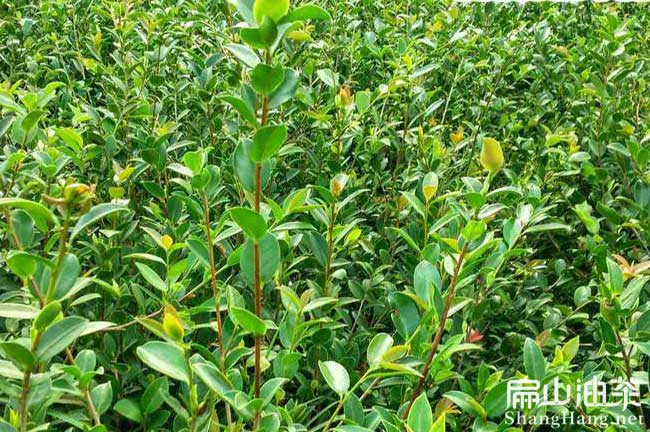 油茶（chá）苗培育