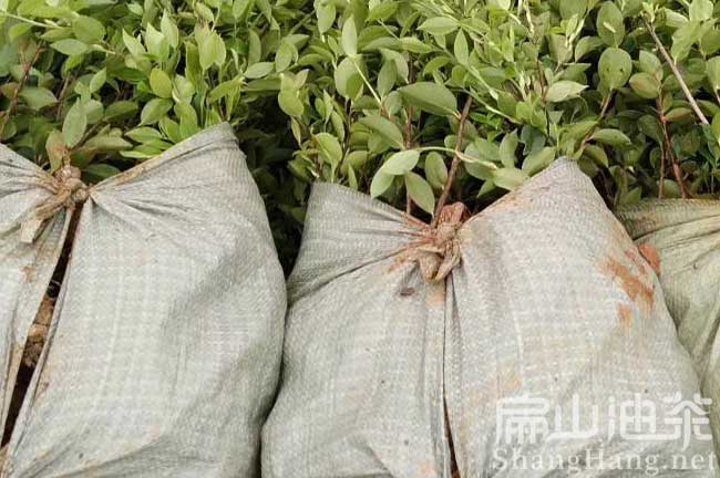 株洲茶樹苗批發