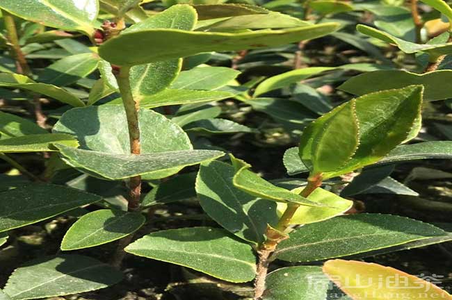 閩（mǐn）優油（yóu）茶品種