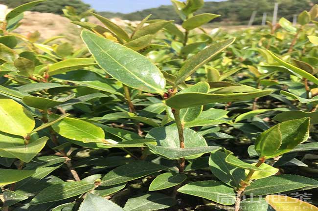 油茶苗批發