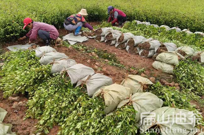 九江雜交油茶苗
