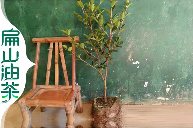 福建油茶（chá）種植視屏