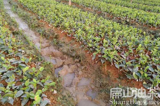 周寧油茶基（jī）地