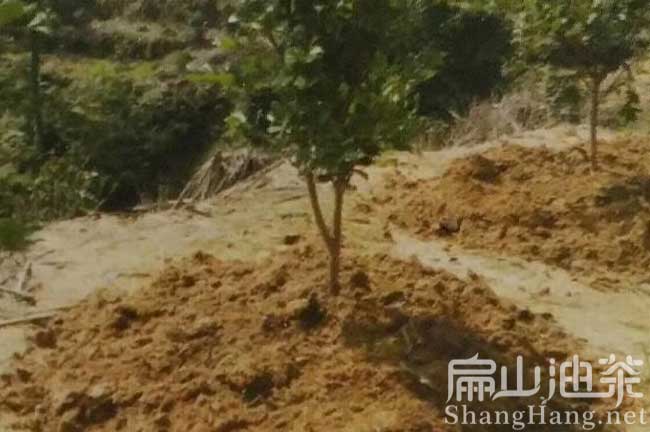 寧德大果油（yóu）茶苗