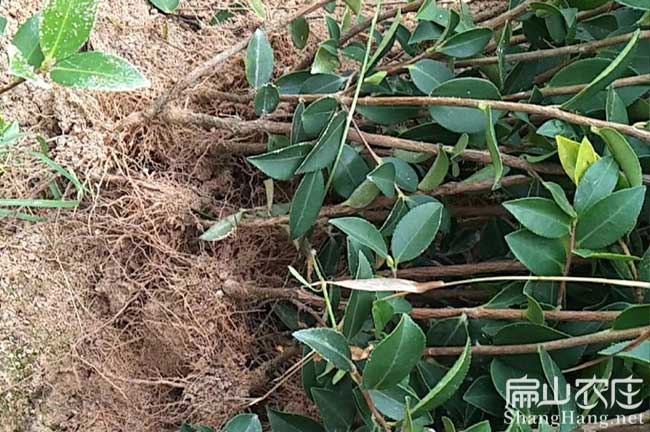 福建雜交油茶苗