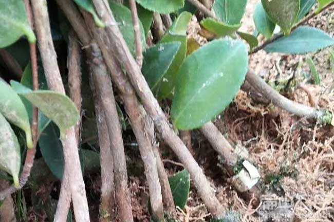 江西（xī）省高產矮化油（yóu）茶種苗培育批發茶油銷售學習基地