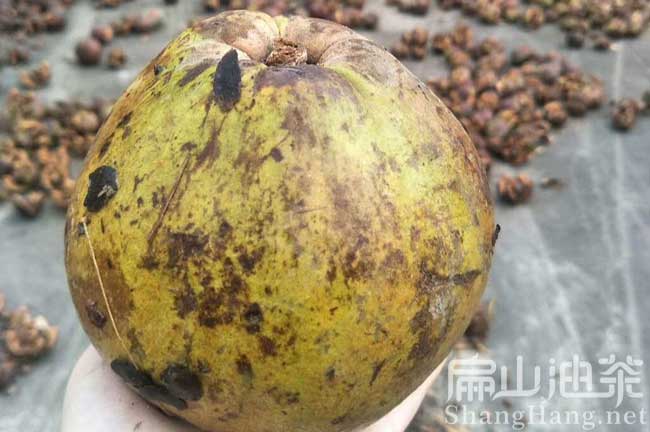 廣元1年大果紅花油茶苗培育 四川廣元30-80CM茶葉苗批發