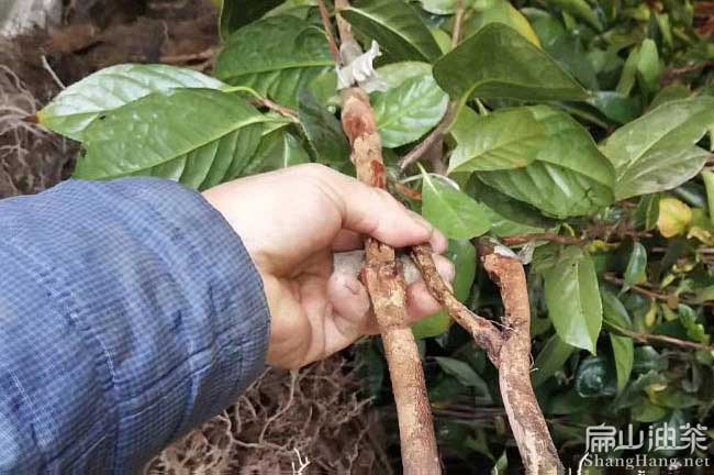 漳平大果油茶苗批發