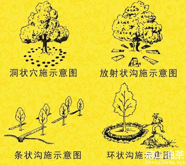 茶樹苗施（shī）肥
