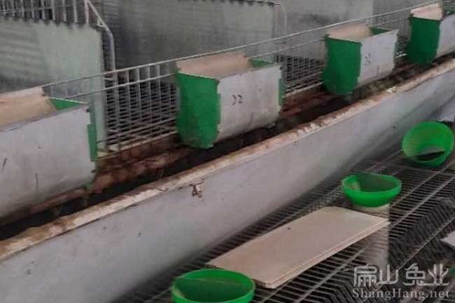 吉安竹鼠養殖