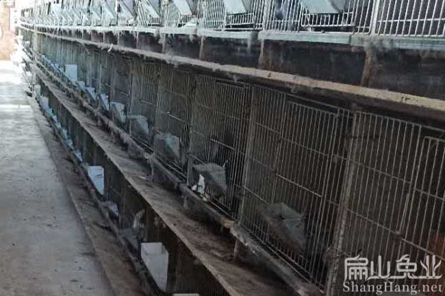 福建兔苗批（pī）發