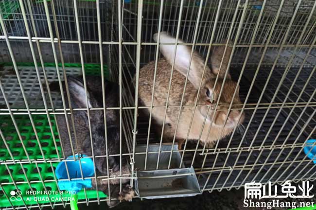 龍岩黃毛兔養殖