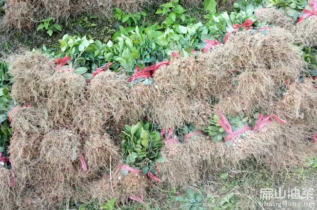 南寧軟枝油茶（chá）苗