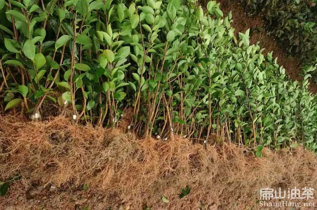 江西長林高產油（yóu）茶苗