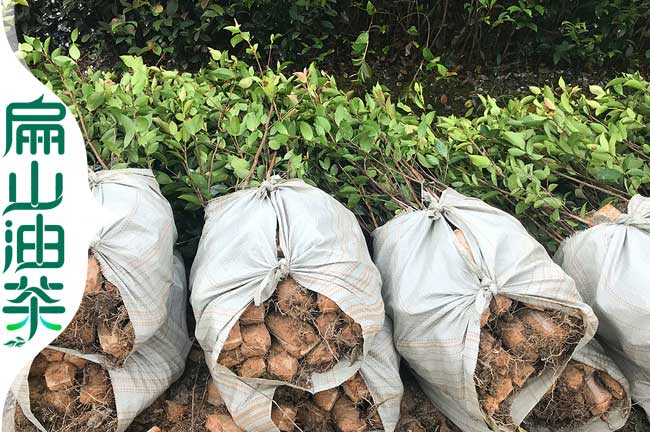 嫁接油茶杯苗（miáo）