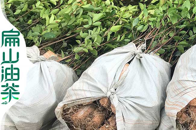 袋裝油茶苗 廣西高產穩（wěn）產畝產量多少斤茶油果-扁山油茶