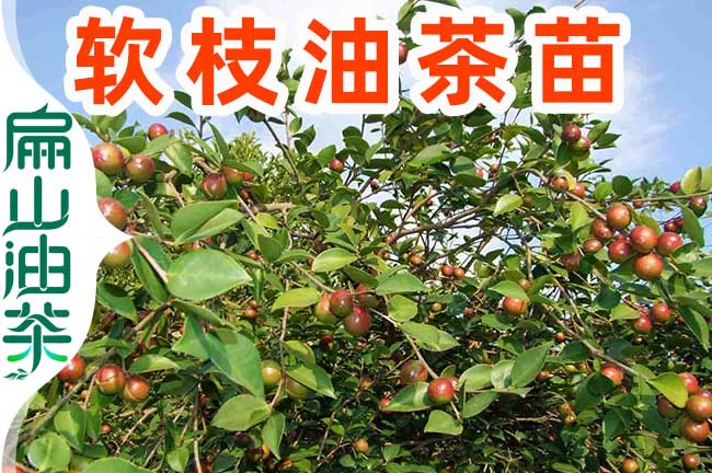 九江軟（ruǎn）枝油茶苗