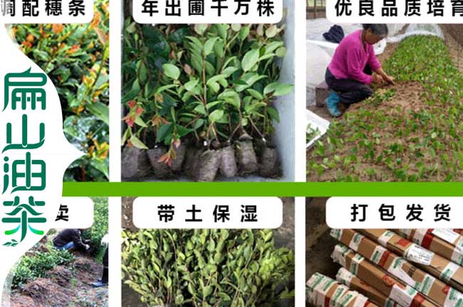 新餘嫁接油茶