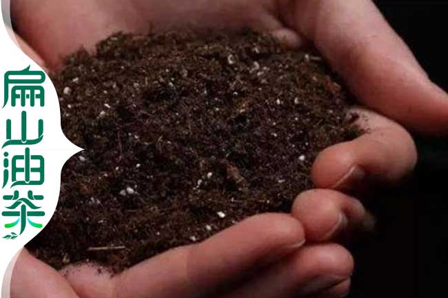 茶樹種（zhǒng）植土壤
