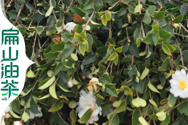 2024肇慶地區種植油茶苗品種長林湘林軟枝杯苗-扁山油茶