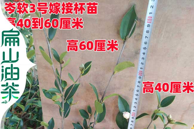 3年嫁接油茶苗（miáo）