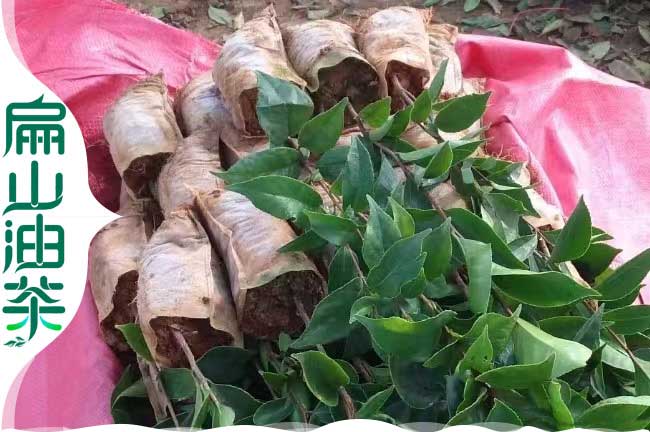 紅花（huā）大果小杯苗（miáo）