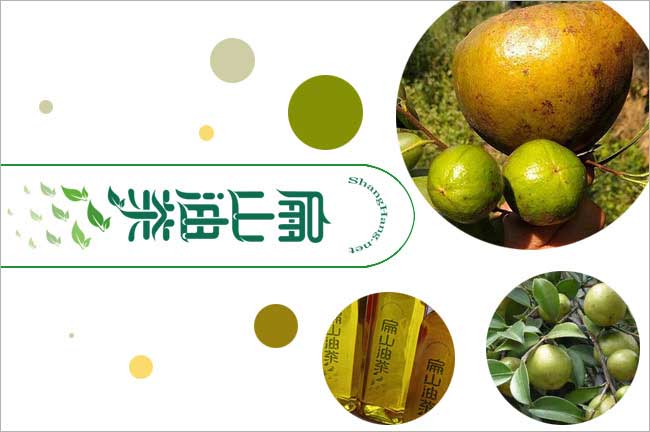 廣西大果油茶（chá）苗