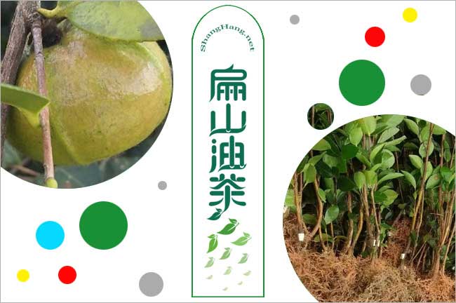 廣西油茶苗批發
