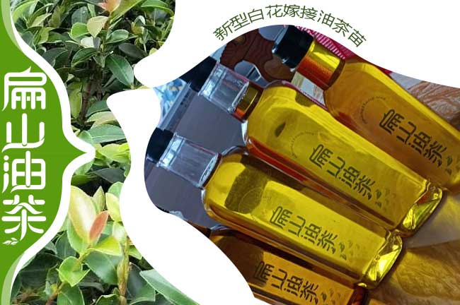 1-3年長林53#40號嫁（jià）接油茶杯苗(營養袋裝輕基質)-扁山（shān）油茶