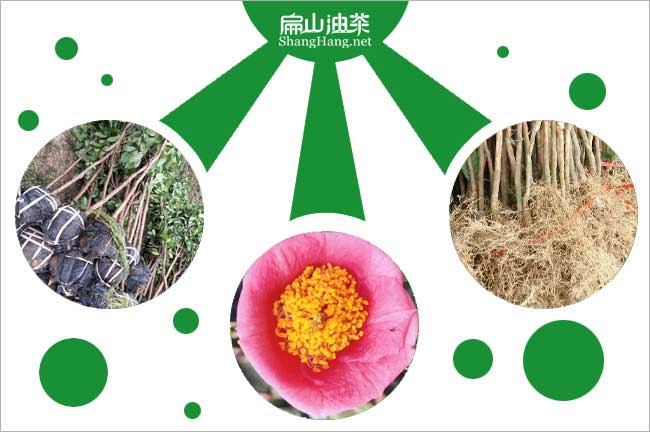 四川紅花油茶苗