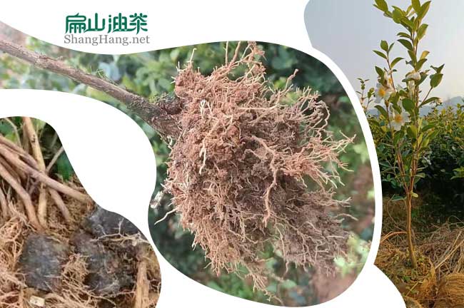 宜春油茶苗（miáo）批發